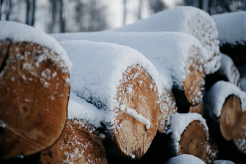 Holzstämme im Schnee