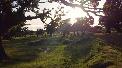 The relict Laurel forest on the island of Madeira with its incredible views