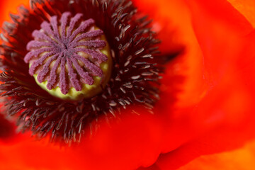 A Meadow with Poppy Flowers in Heilbronn, Germany