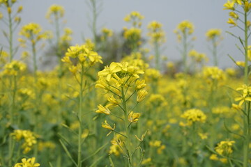 Yellow mustard flowers blooming in the mustard field, Yellow mustard field landscape, Close up Mustard plant with yellow flower with blue sky background.
