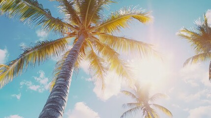 Tropical Palm Trees, Sunny Sky, Vacation Paradise.