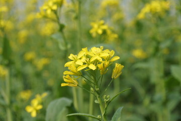 Yellow mustard flowers blooming in a mustard field, Mustard blossoms of oilseed, Green yellow plants of mustard field with s sunset view, oilseed flower blooming