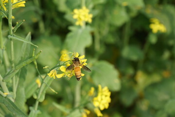 A honey bee is collecting nectar from a mustard flower, A honeybee feeds on the nectar of a wild mustard flower with a pollen basket, A bee collecting honey from flower