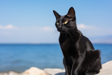 Obraz premium Portrait of a cute bombay cat in front of serene seaside background