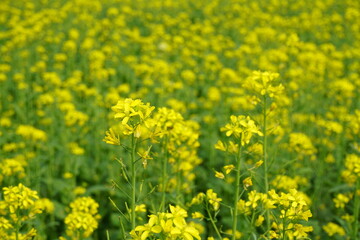 Obraz premium Yellow mustard flowers blooming in the mustard field, Yellow mustard field landscape, Close up Mustard plant with yellow flower with blue sky background.