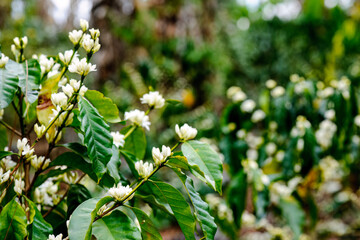 Beautiful coffee bushes in the flowering stage. Coffee flower.