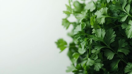Fototapeta premium Fresh Parsley: A Culinary Herb Close-Up