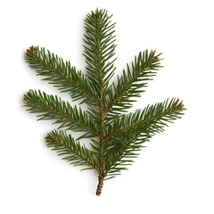 Christmas tree twig, isolated, on white background