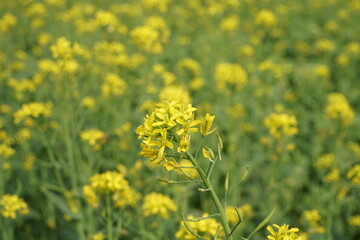 Obraz premium Yellow mustard flowers blooming in a mustard field, Mustard blossoms of oilseed, Green yellow plants of mustard field with s sunset view, oilseed flower blooming