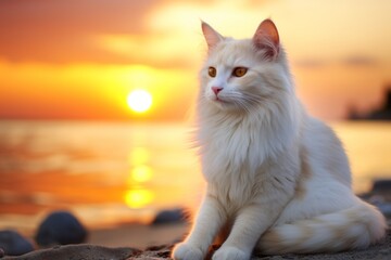 Obraz premium Portrait of a happy turkish van cat isolated in stunning sunset beach background
