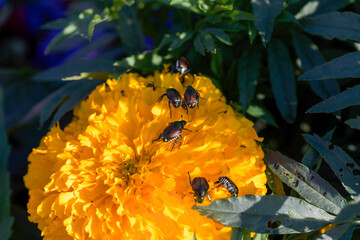 The Japanese beetle (Popillia japonica) on the flower. Its a species of scarab beetle