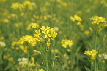 Yellow mustard flowers blooming in a mustard field, Mustard blossoms of oilseed, Green yellow plants of mustard field with s sunset view, oilseed flower blooming