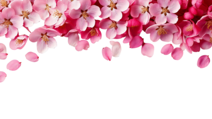 A border of cherry blossom flowers and petals, delicately arranged, isolated on a transparent background; PNG format