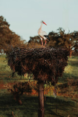 white stork in the nest