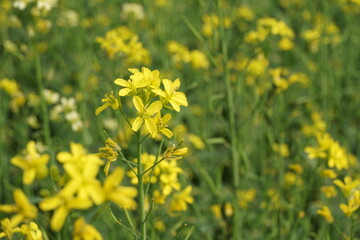 Yellow mustard flowers blooming in a mustard field, Mustard blossoms of oilseed, Green yellow plants of mustard field with s sunset view, oilseed flower blooming