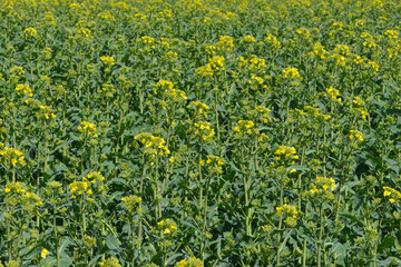Raps,  Winterraps,  Brassica napus L. Blühbeginn