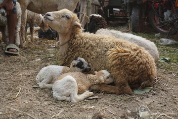 Sheep and lambs with babies, A mother sheep and her two twin lambs in Springtime. A tender moment...