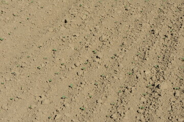 Raps,  Winterraps,  Brassica napus L.,  Auflauf
