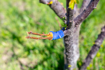 Grafted fruit tree by the cleft method in early spring. Cultivation and agricultural activities.