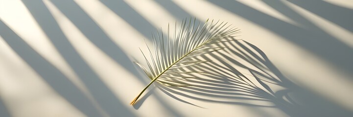 Single palm leaf shadow on a smooth white surface, minimalist photography