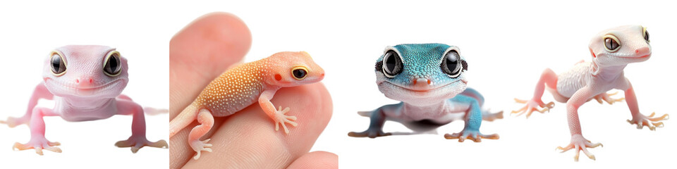 Obraz premium Colorful Geckos Displayed on Hand with Unique Patterns and Vibrant Colors