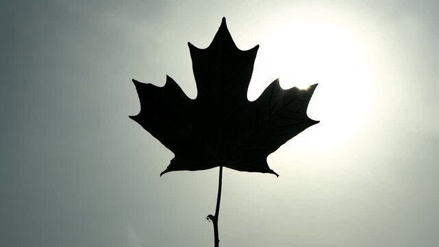 Static, slight tilt video, dark silhouette of a maple leaf against bright, slightly hazy sky, emphasis on the strong outline of the leaf and contrast of tones