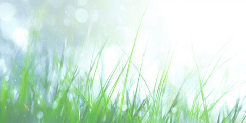 Fototapeta premium Bright wet grass background with copy space