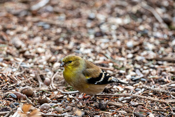 American Goldfinch in winter plumage foraging on an overcast winter day.  In winter Goldfinch are colored in subtler yellow and brown. Flocks of goldfinches congregate in weedy fields and at feeders.