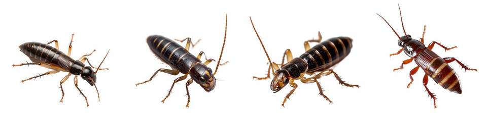 Detailed Close-Up of Various Cockroach Species on a Clean Background