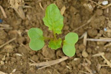 Raps,  Winterraps,  Brassica napus L.,  Auflauf
