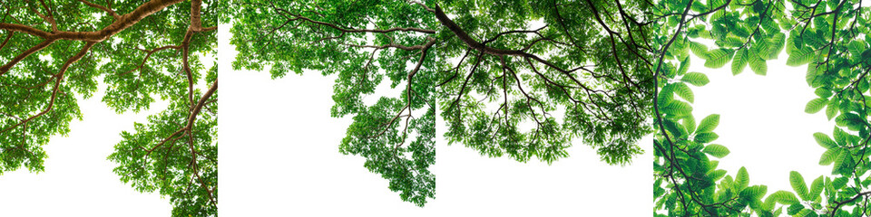 Fototapeta premium Sunlit Green Canopy with Textured Leaves Overhead in a Dense Forest Setting