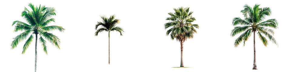 Collection of Tropical Palm Trees with Detailed Green Leaves and Unique Shapes