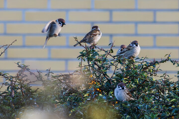 Eurasian tree sparrows (Passer montanus) sitting on a branch. 