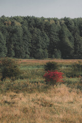 A fantastic autumn forest full of fairy tales and mystery.