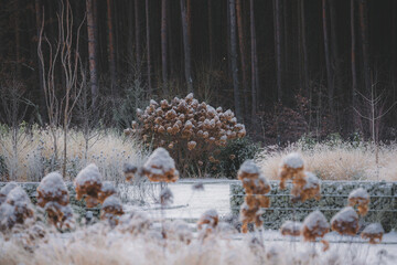 Magical, mysterious winter garden. Snow-covered grasses and hydrangeas.