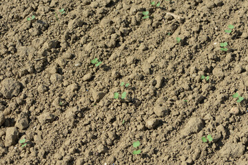 Raps,  Winterraps,  Brassica napus L.,  Auflauf