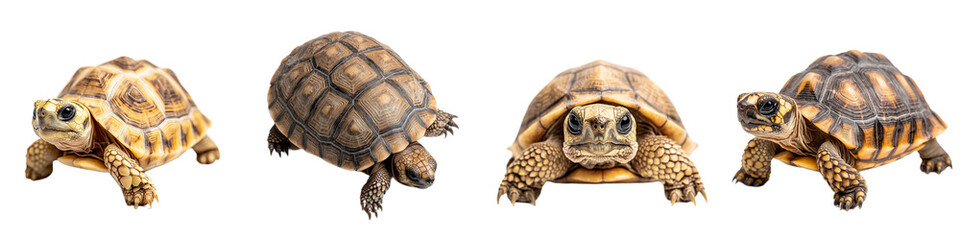 Obraz premium Four Cute Tortoises in Various Poses on a White Background