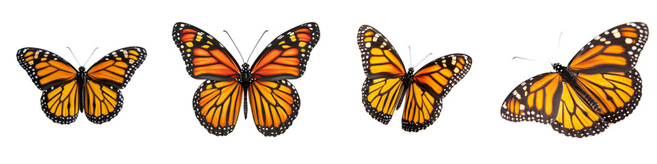 Naklejka premium Colorful Monarch Butterflies Displaying Beautiful Patterns on Isolated Background