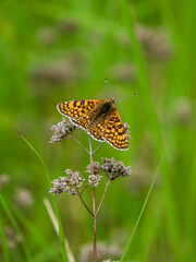 Glanville Fritillary Butterfly Resting With its Wings Open