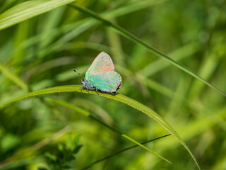 Green Hairstreak Resting on Grass Stem