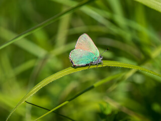 Green Hairstreak Resting on Grass Stem