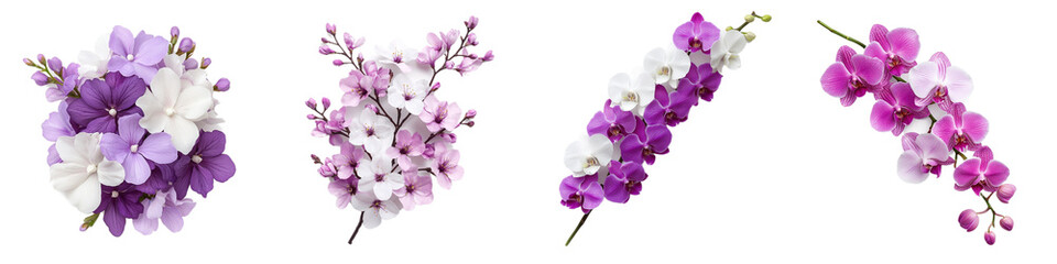 Obraz premium Beautiful Collection of Purple and White Orchid Flowers on Isolated Background