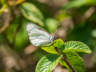 Newly Emerged Black-veined White Butterfly Drying Out