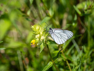 Newly Emerged Black-veined White Butterfly Drying Out