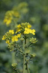 Raps,  Winterraps,  Brassica napus L, Blühbeginn