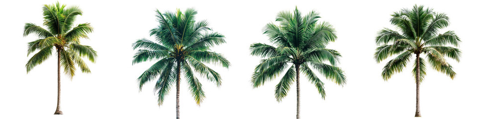 Lush Green Palm Trees Isolated on White Background for Tropical Nature Themes