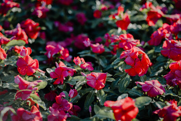 red Madagasgar periwinkle or Catharanthus roseus with drop of water blooming in garden