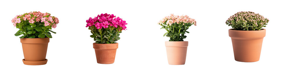 Colorful Flower Pots with Blooming Plants in Various Sizes on White Background