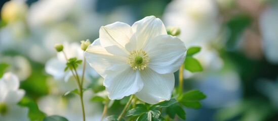 Obraz premium Close-up of a white flower surrounded by green foliage, natural light, soft focus, botanical beauty, calm outdoor garden scene, tranquility in nature.