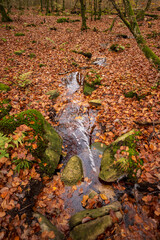 small stream through a beech forest at fall.